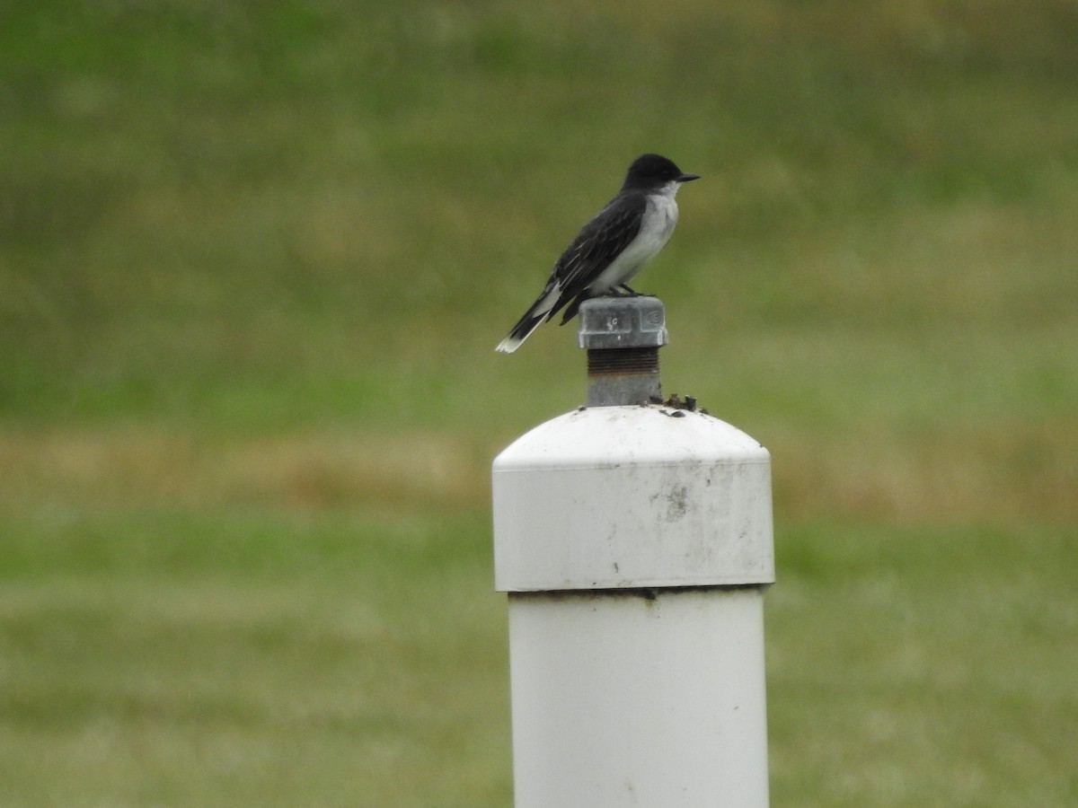 Eastern Kingbird - Isaiah Craft