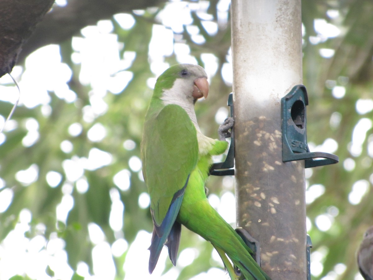 Monk Parakeet - ML462784221