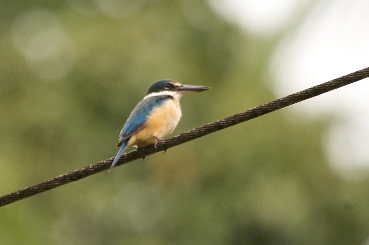 Sacred Kingfisher - ML46278521