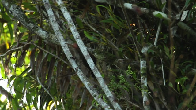 Pale-billed Sicklebill - ML462786