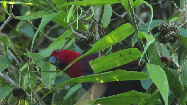 Papuan Eclectus - ML462787