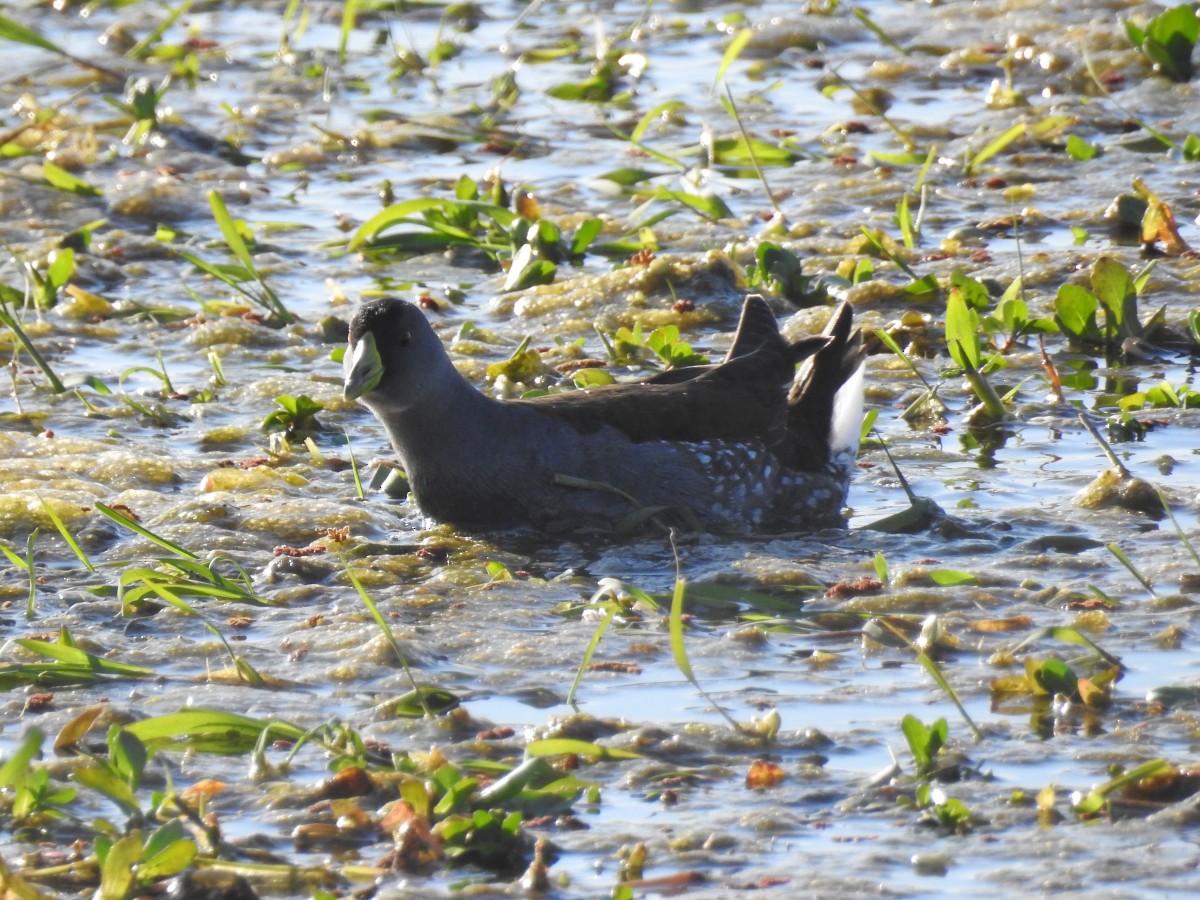 Spot-flanked Gallinule - ML462787031