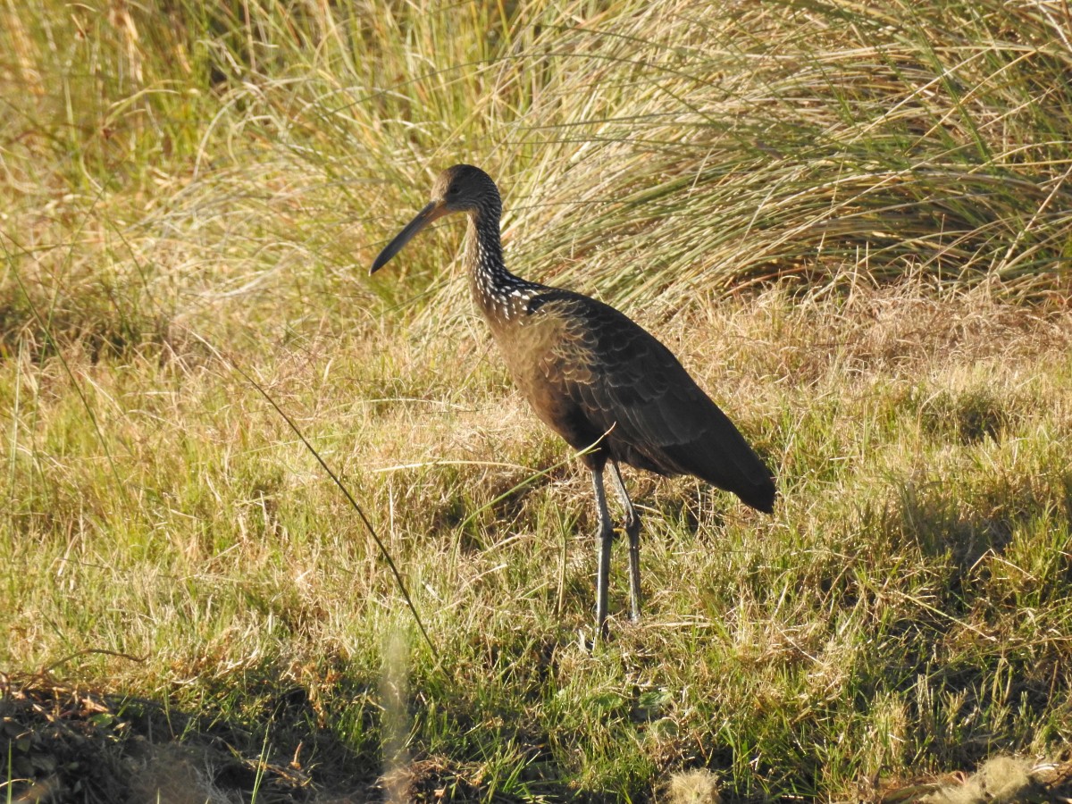 Limpkin - ML462787051