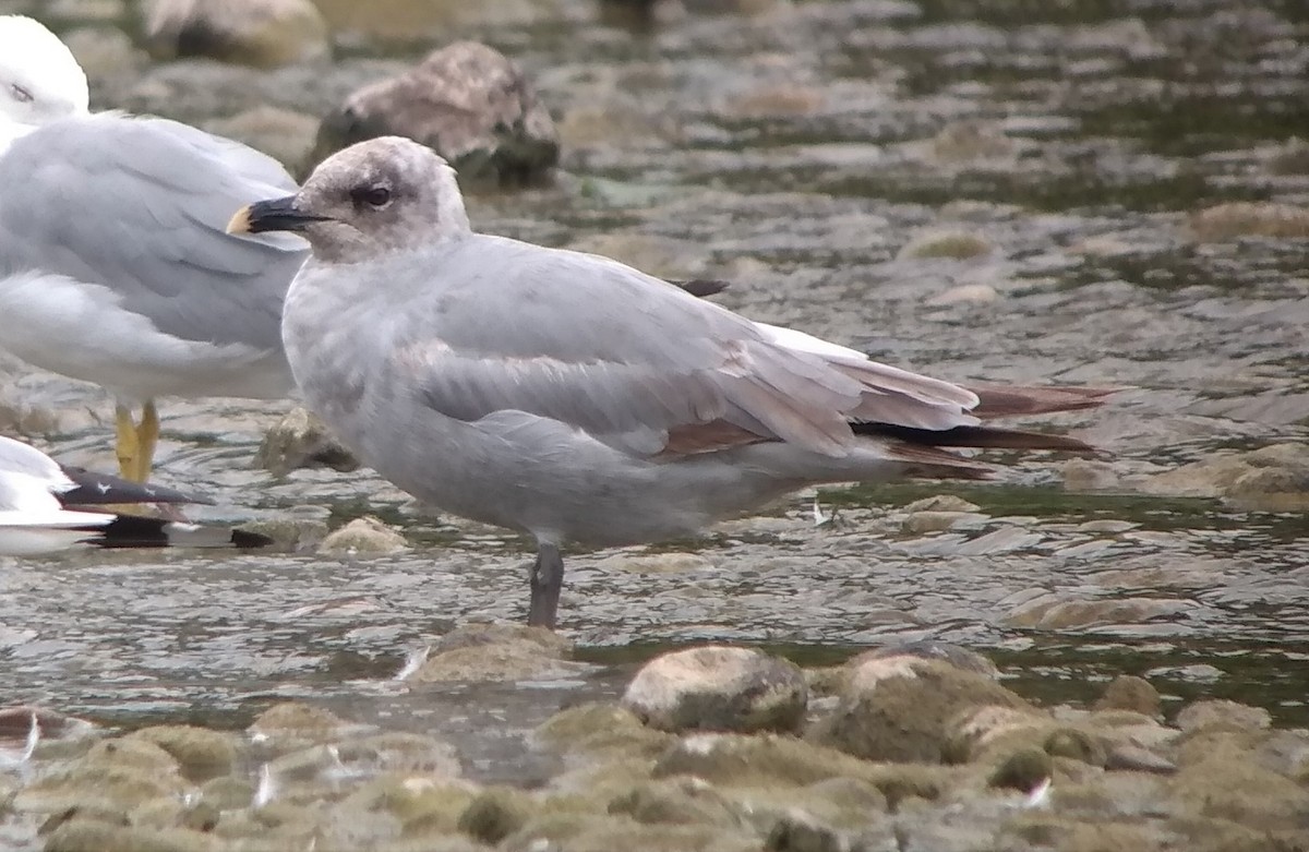 Ring-billed Gull - William Lamond