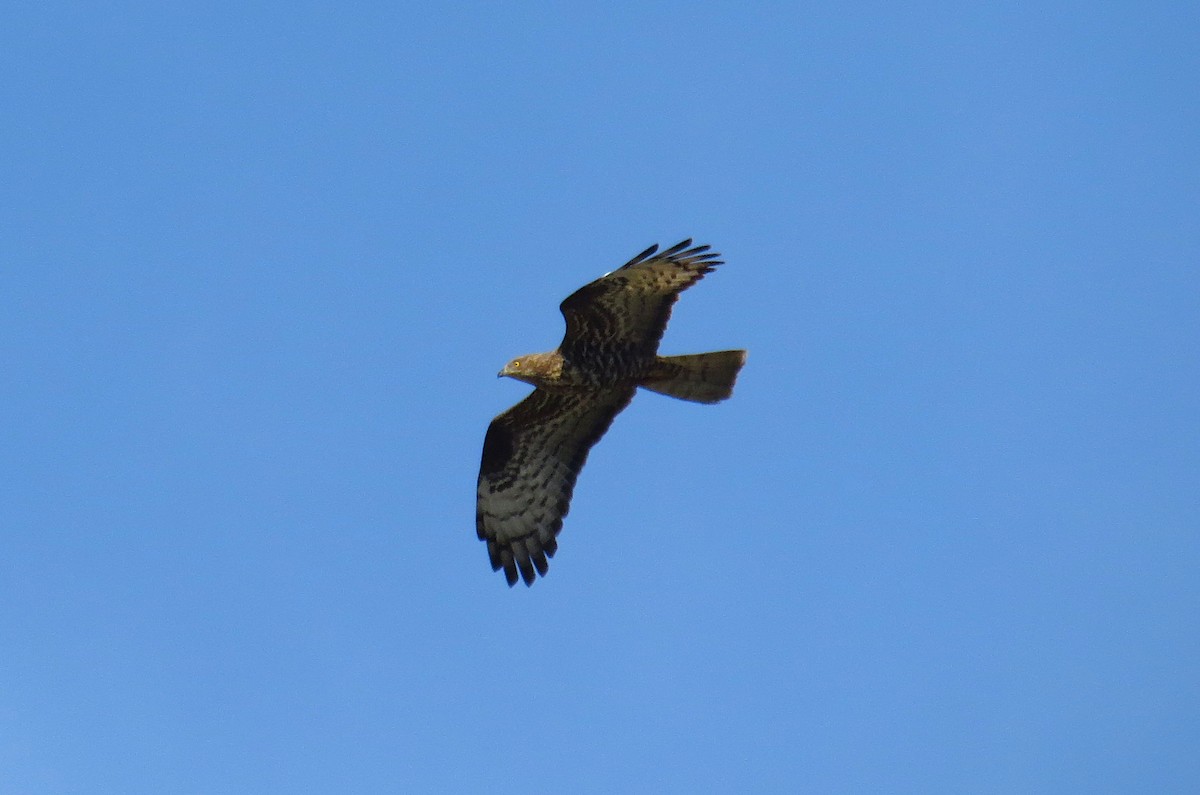 European Honey-buzzard - ML462788281