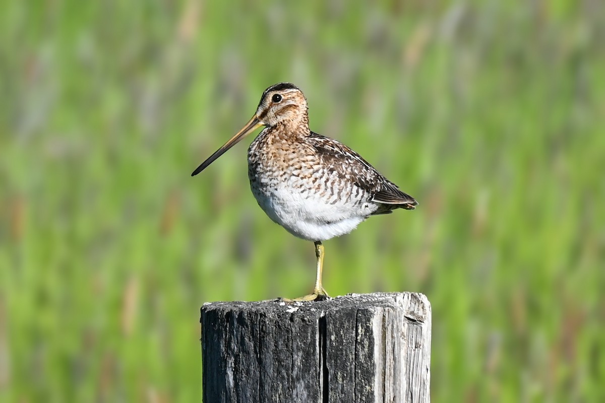 Wilson's Snipe - Joy Jensen