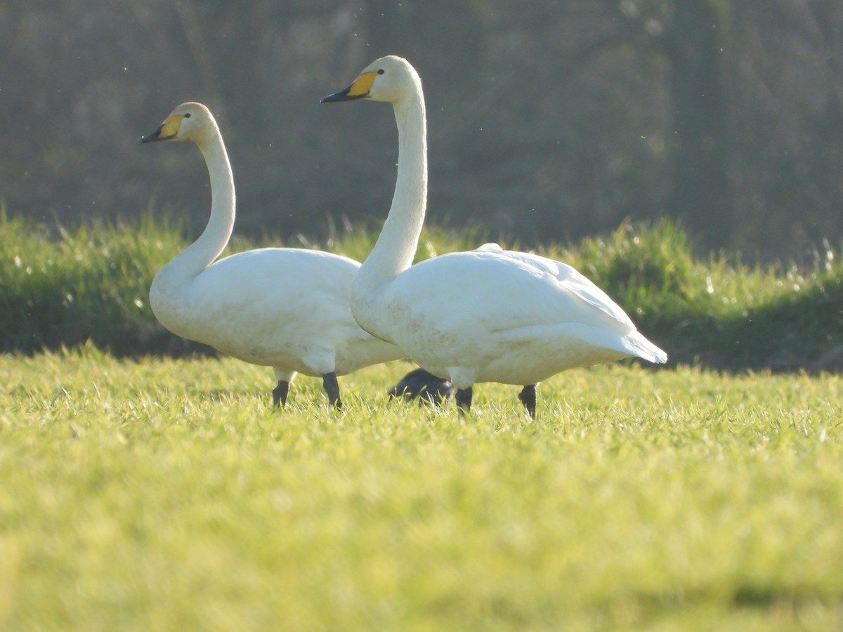 Whooper Swan - ML462789151