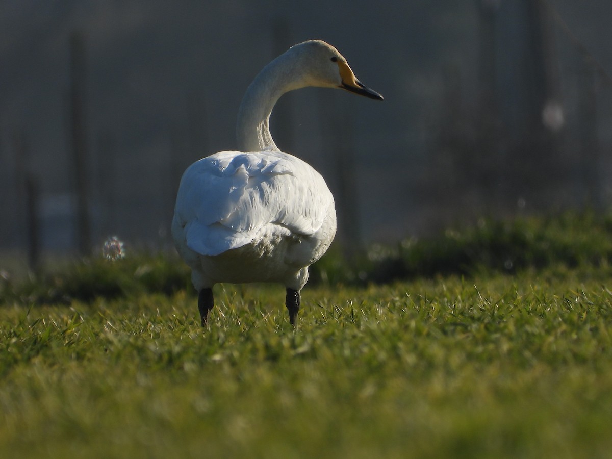 Whooper Swan - ML462789231