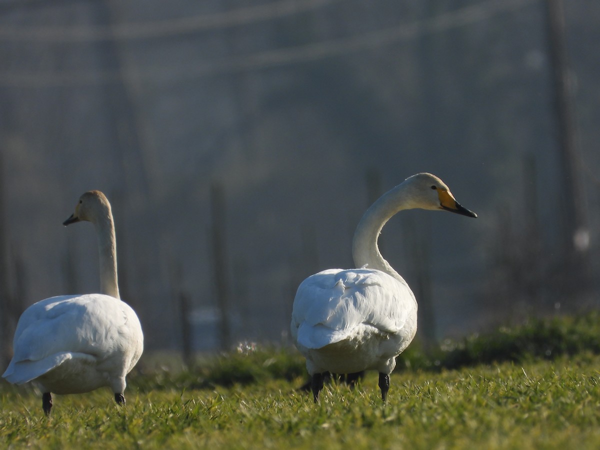 Whooper Swan - ML462789261