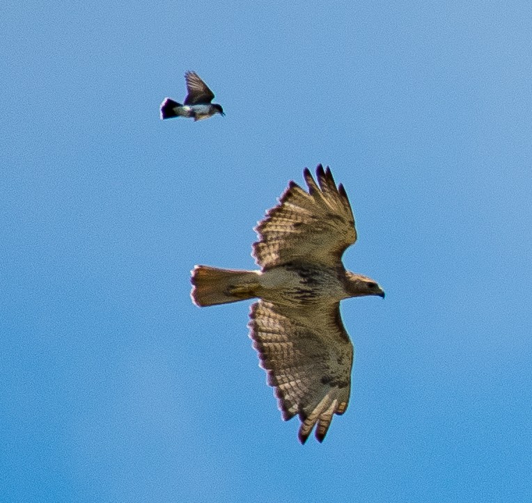Red-tailed Hawk - ML462789491