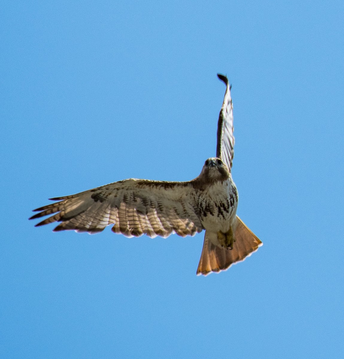 Red-tailed Hawk - ML462789501