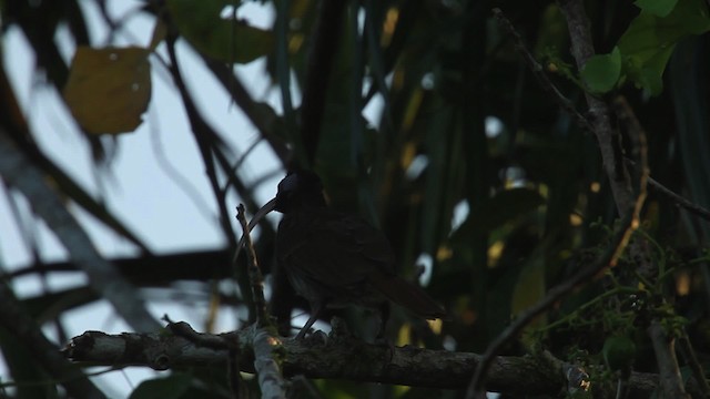 Pale-billed Sicklebill - ML462791