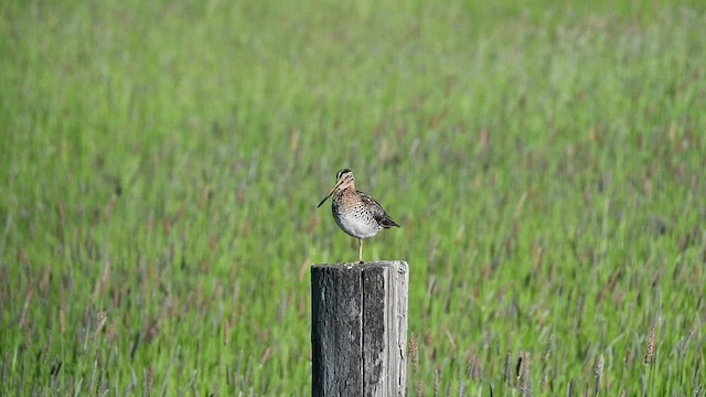 Wilson's Snipe - ML462791121