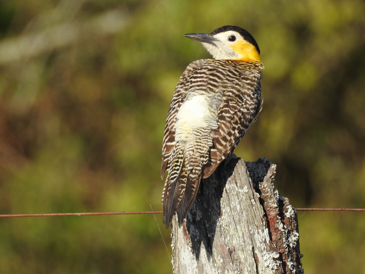 Carpintero Campestre - ML462791341