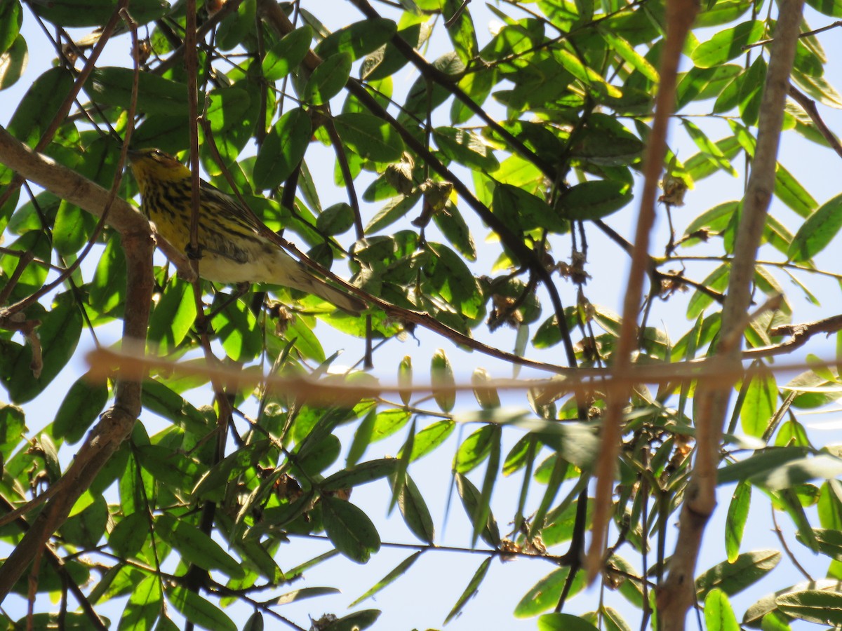 Cape May Warbler - ML462791741