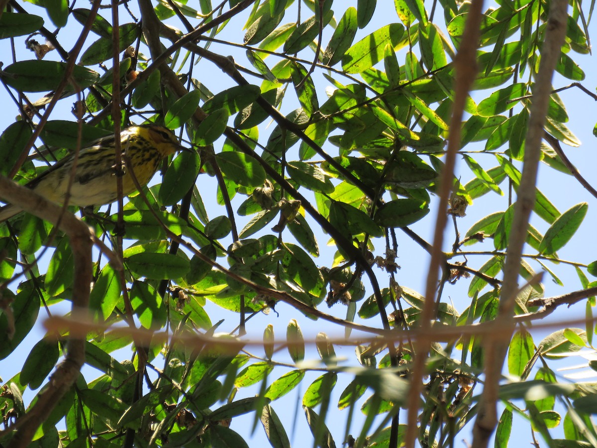 Cape May Warbler - ML462791811