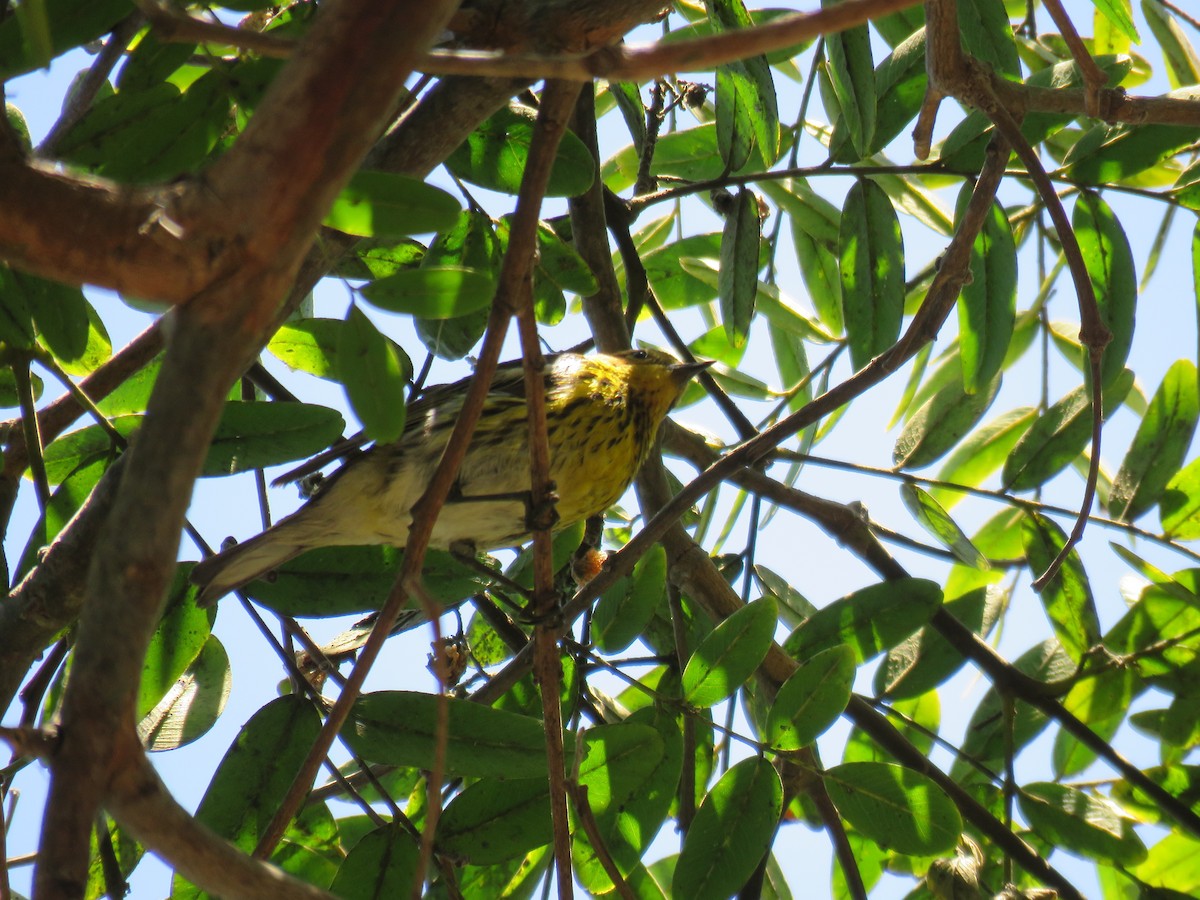 Cape May Warbler - ML462791831