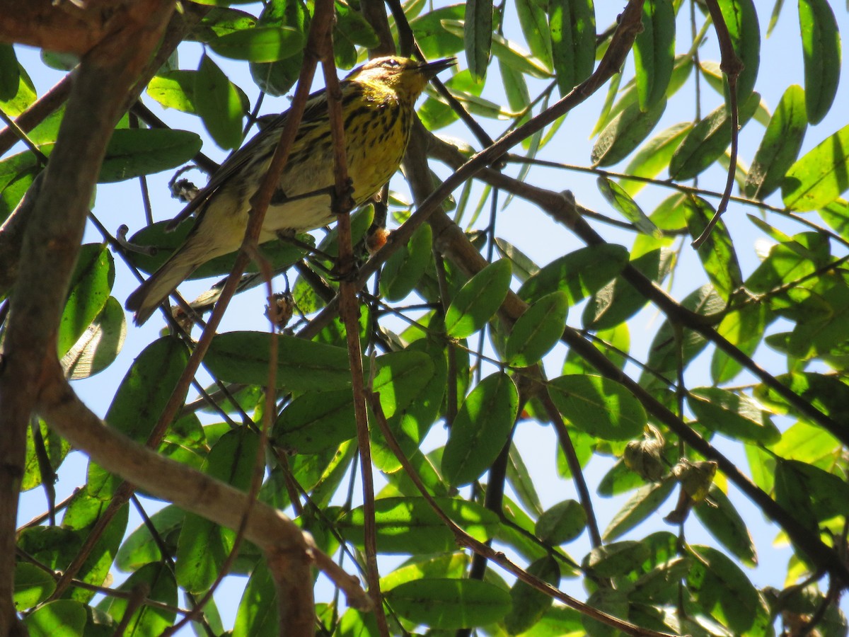 Cape May Warbler - ML462791841