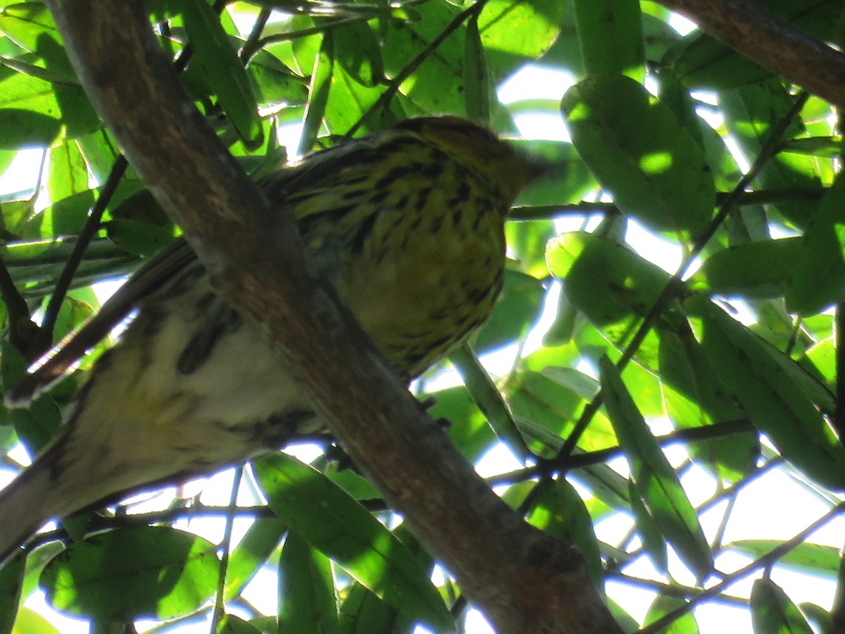 Cape May Warbler - ML462791851