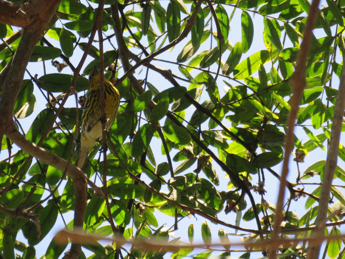Cape May Warbler - ML462791881