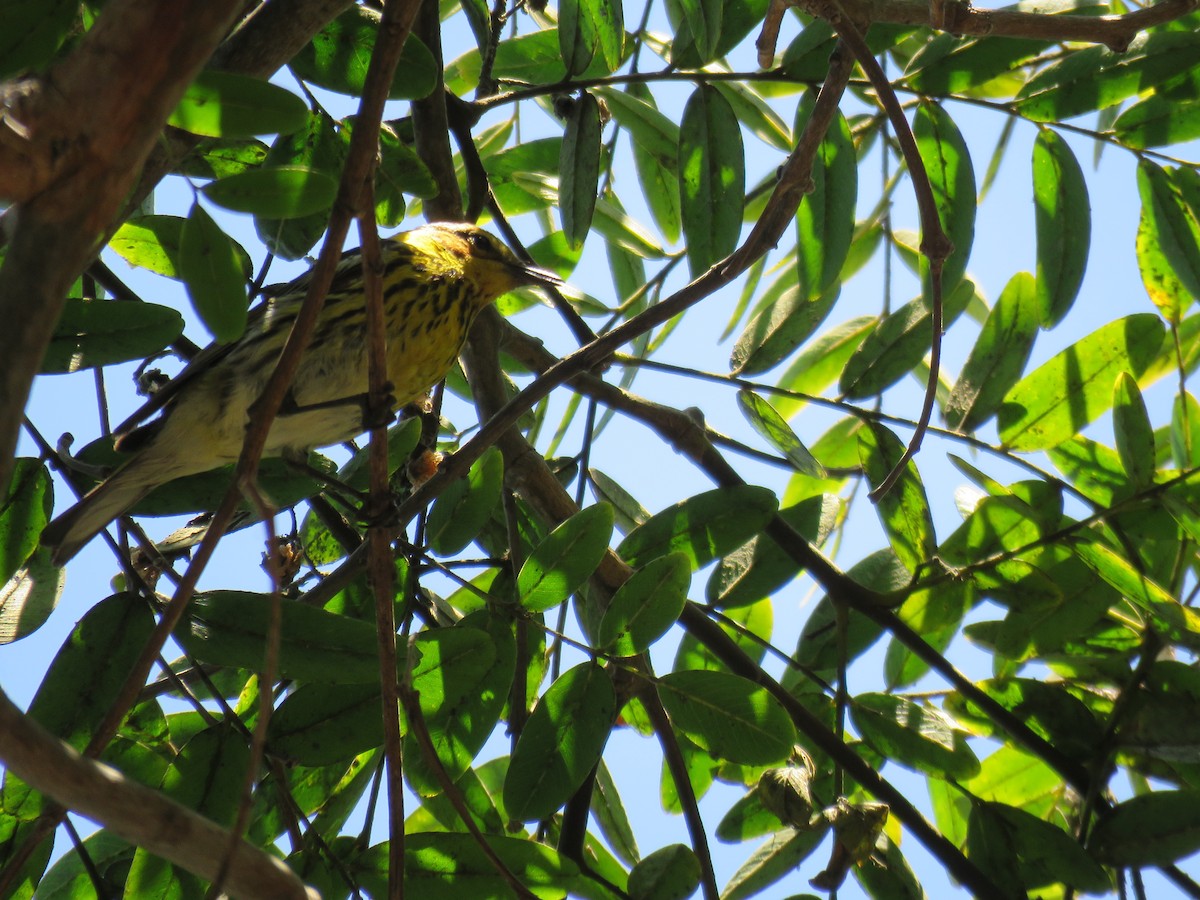 Cape May Warbler - ML462791891