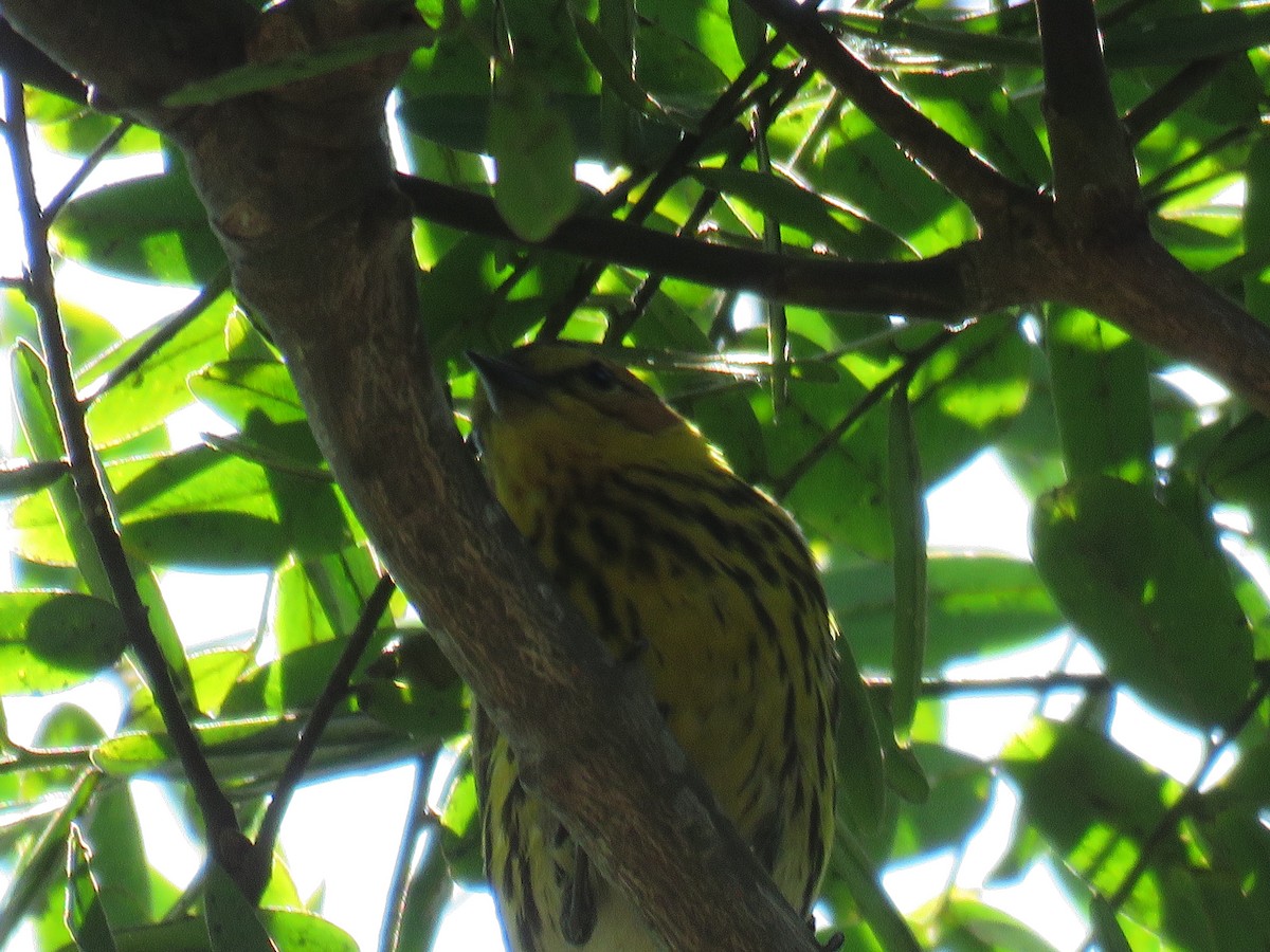 Cape May Warbler - ML462791921