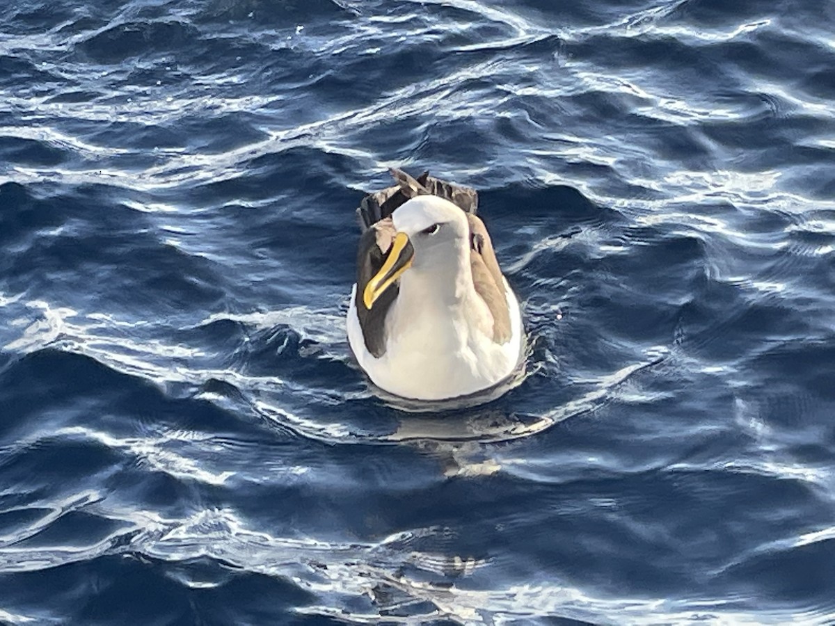 Buller's Albatross - ML462792541