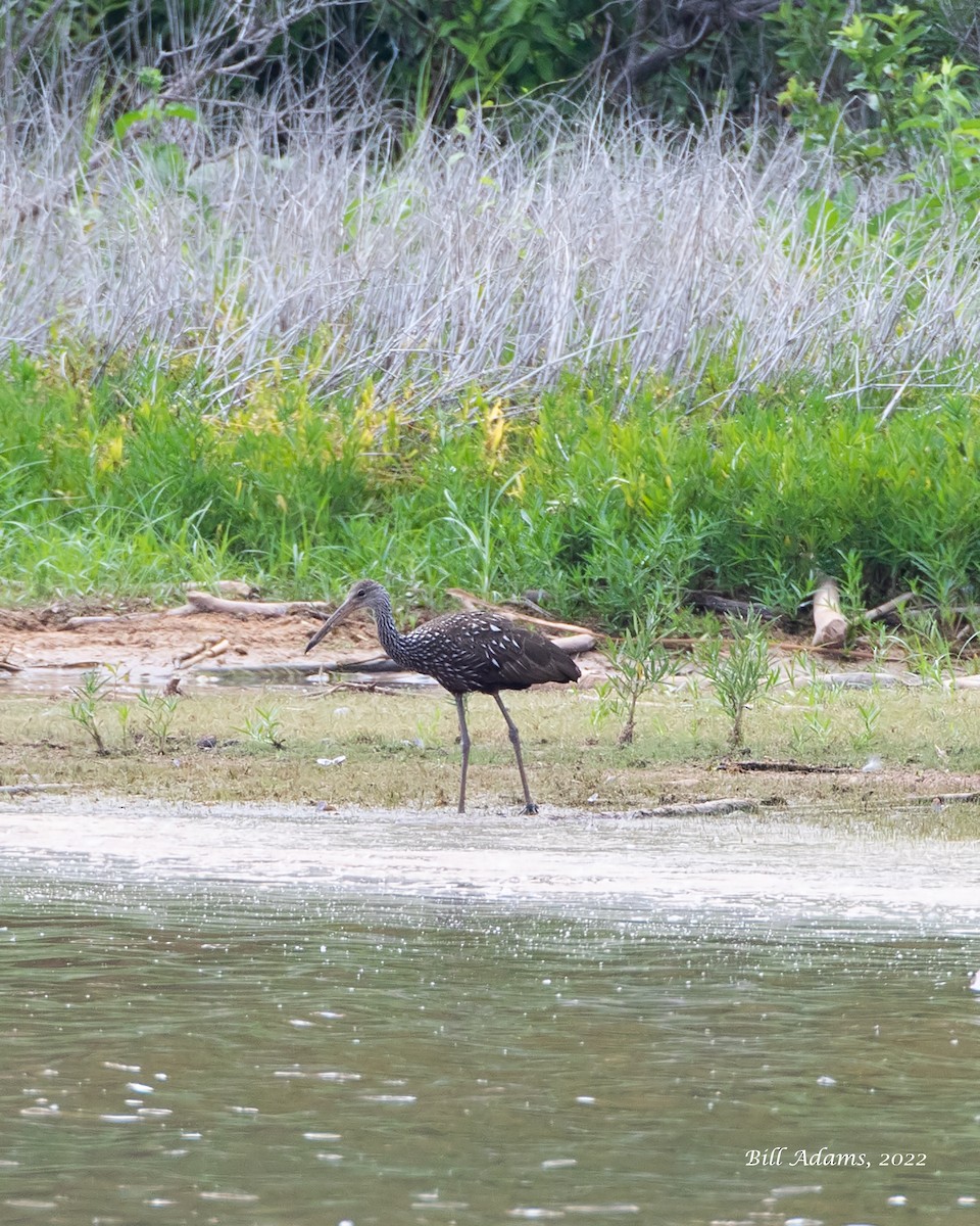 Limpkin - ML462793081