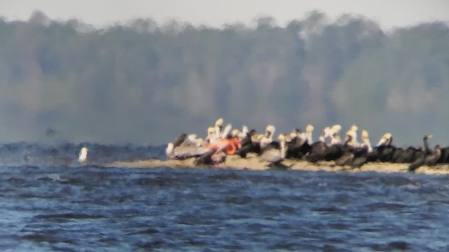 Flamant des Caraïbes - ML462793841