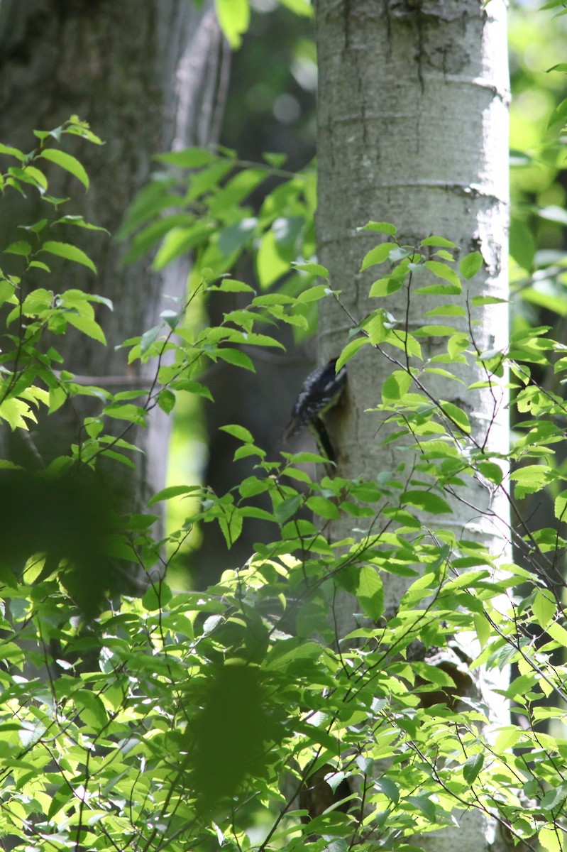 Yellow-bellied Sapsucker - ML462794981