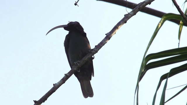 Pale-billed Sicklebill - ML462795