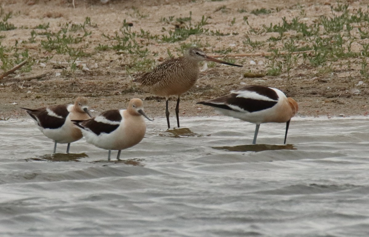 Marbled Godwit - ML462795571