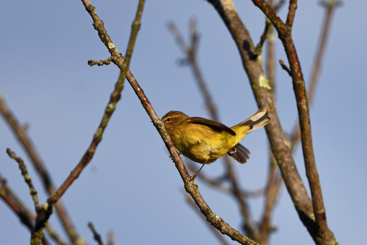 Palm Warbler (Yellow) - ML462796101