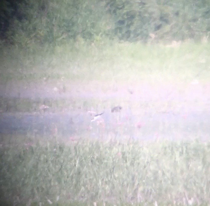 Black-necked Stilt - ML462798161