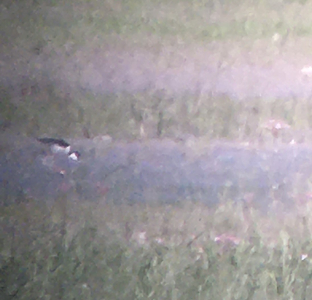 Black-necked Stilt - ML462798431