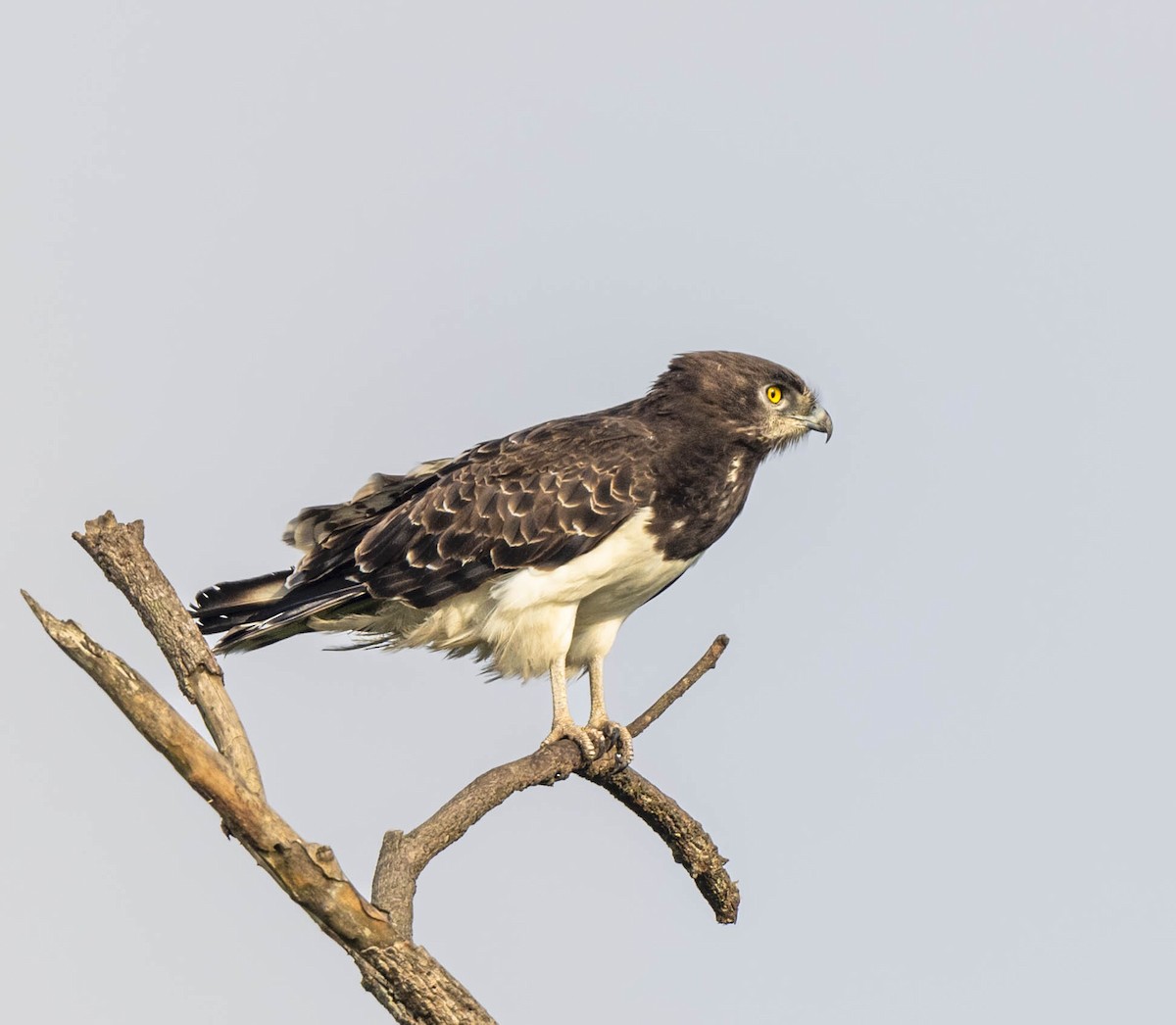 Black-chested Snake-Eagle - ML462799021