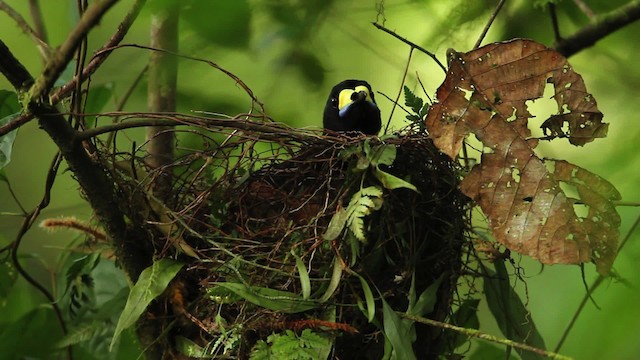 Long-tailed Paradigalla - ML462800
