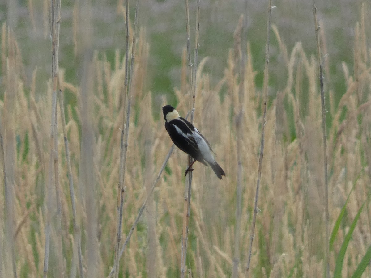 Bobolink - ML462800571