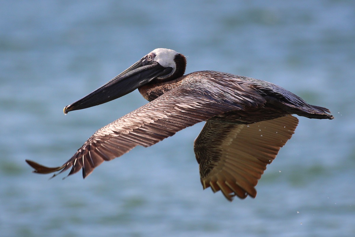 Brown Pelican - Derek Yoder