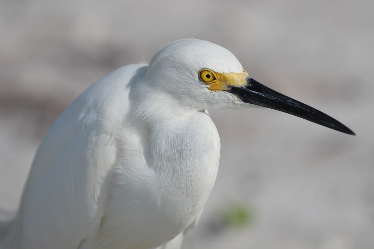 Snowy Egret - Derek Yoder