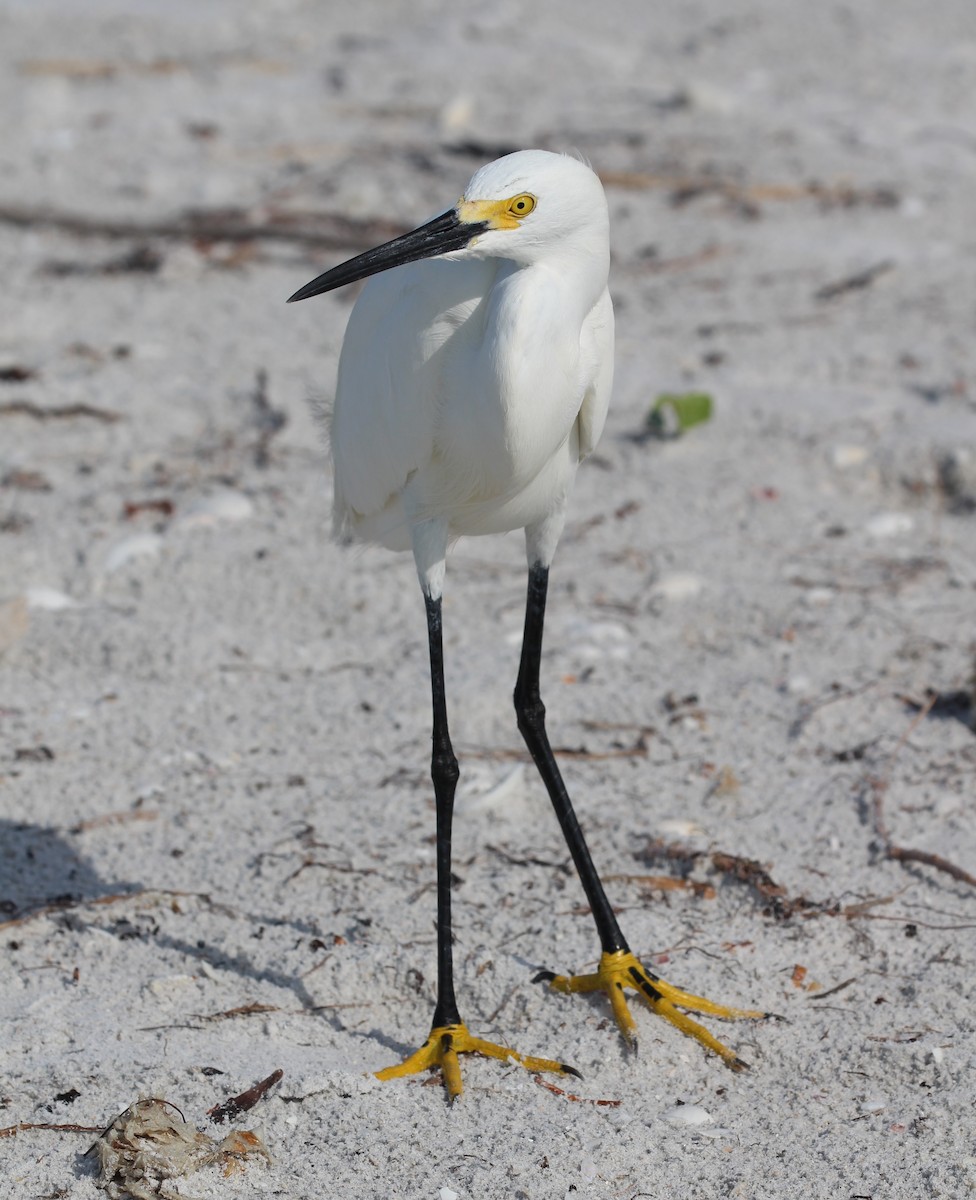 Snowy Egret - Derek Yoder