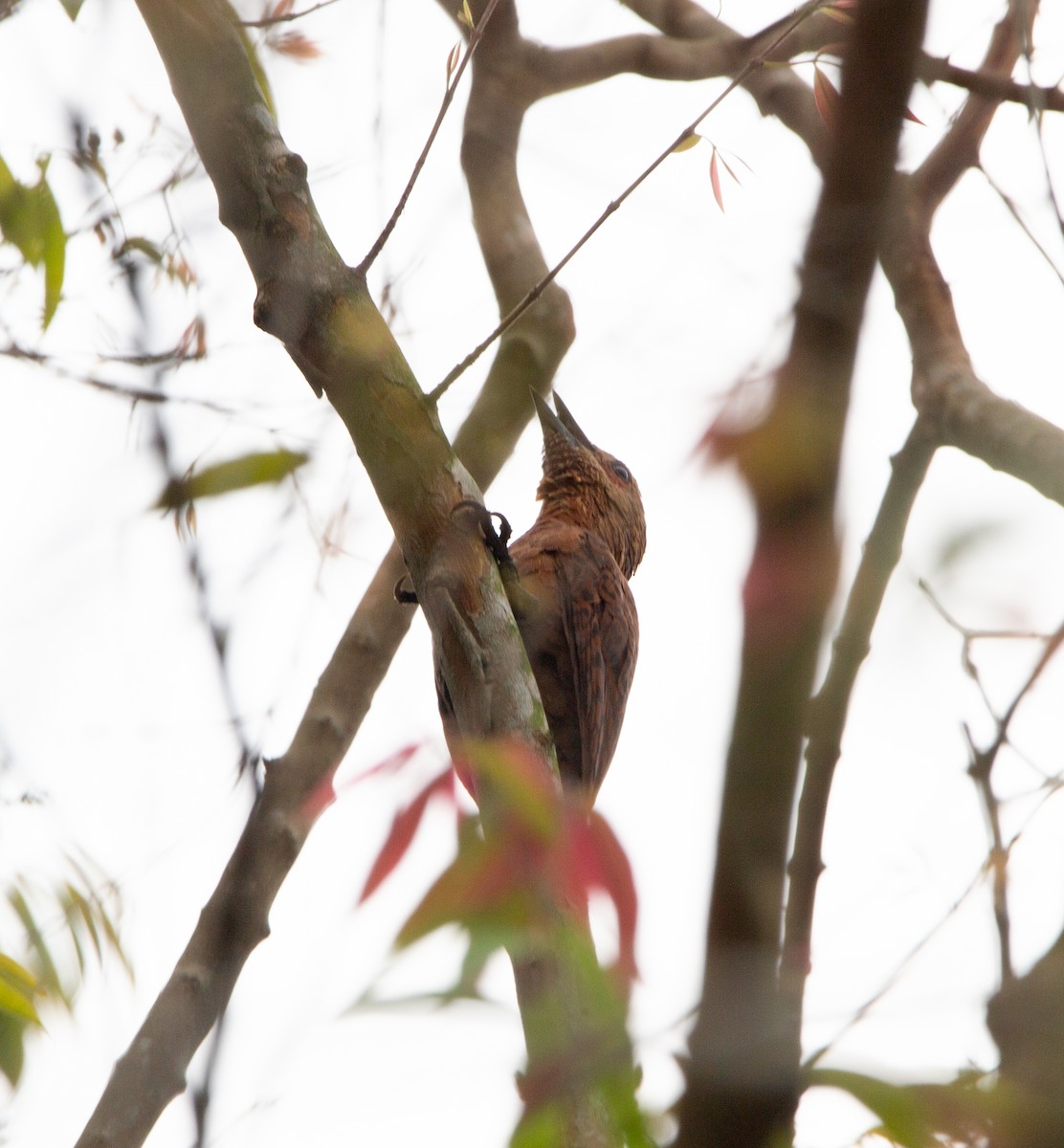 Rufous Woodpecker - ML462801901