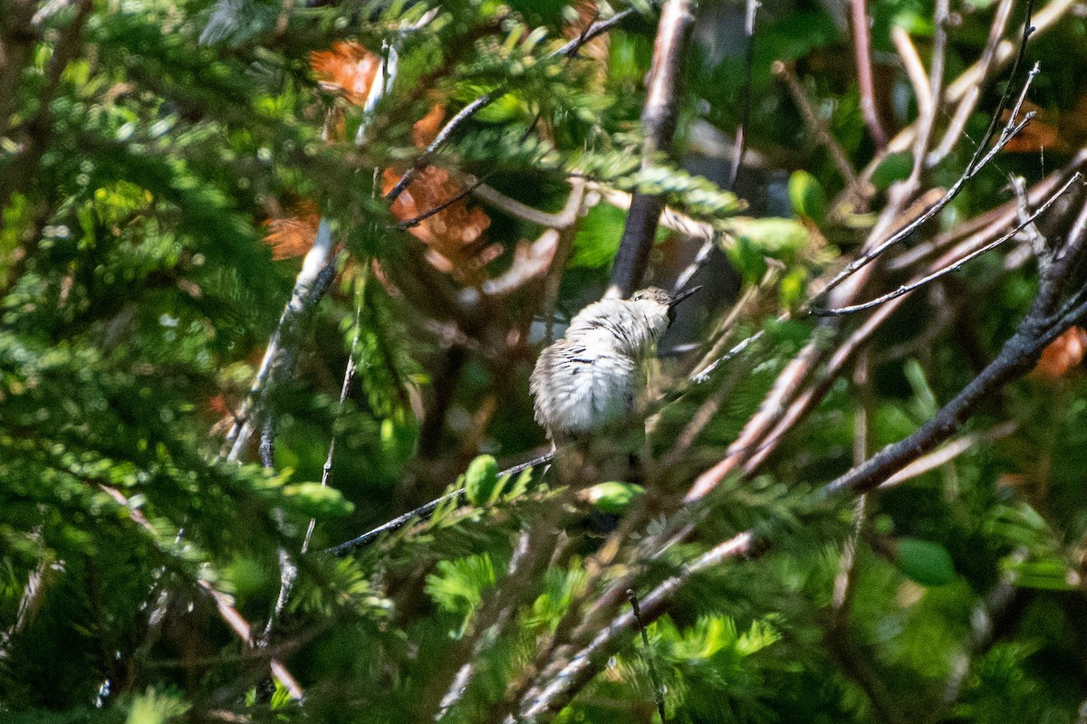 Ruby-throated Hummingbird - ML462804371