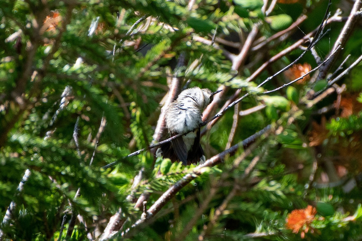 Ruby-throated Hummingbird - ML462804381