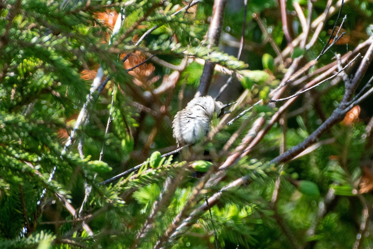 Ruby-throated Hummingbird - ML462804391