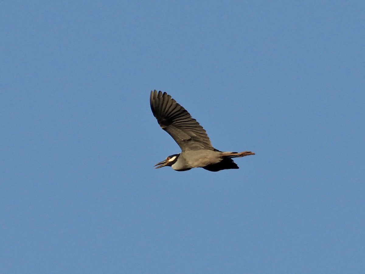 Yellow-crowned Night Heron - ML462804591