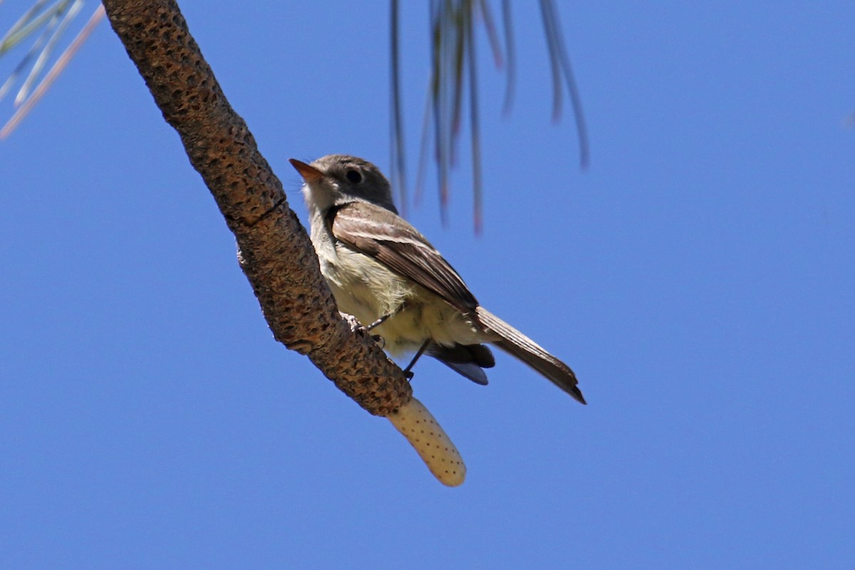 Dusky Flycatcher - Jamie Chavez