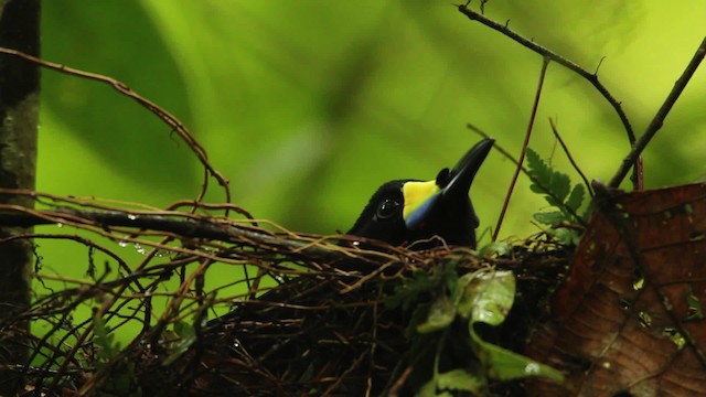 Long-tailed Paradigalla - ML462805