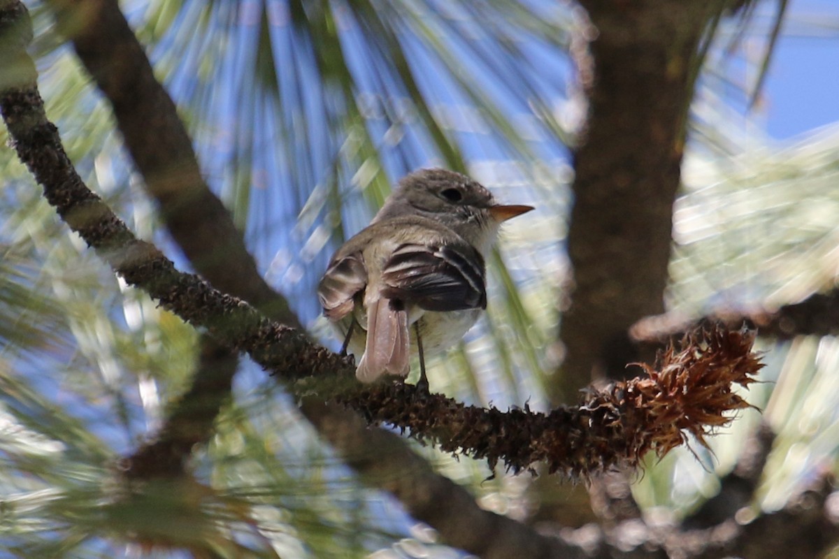 Dusky Flycatcher - Jamie Chavez