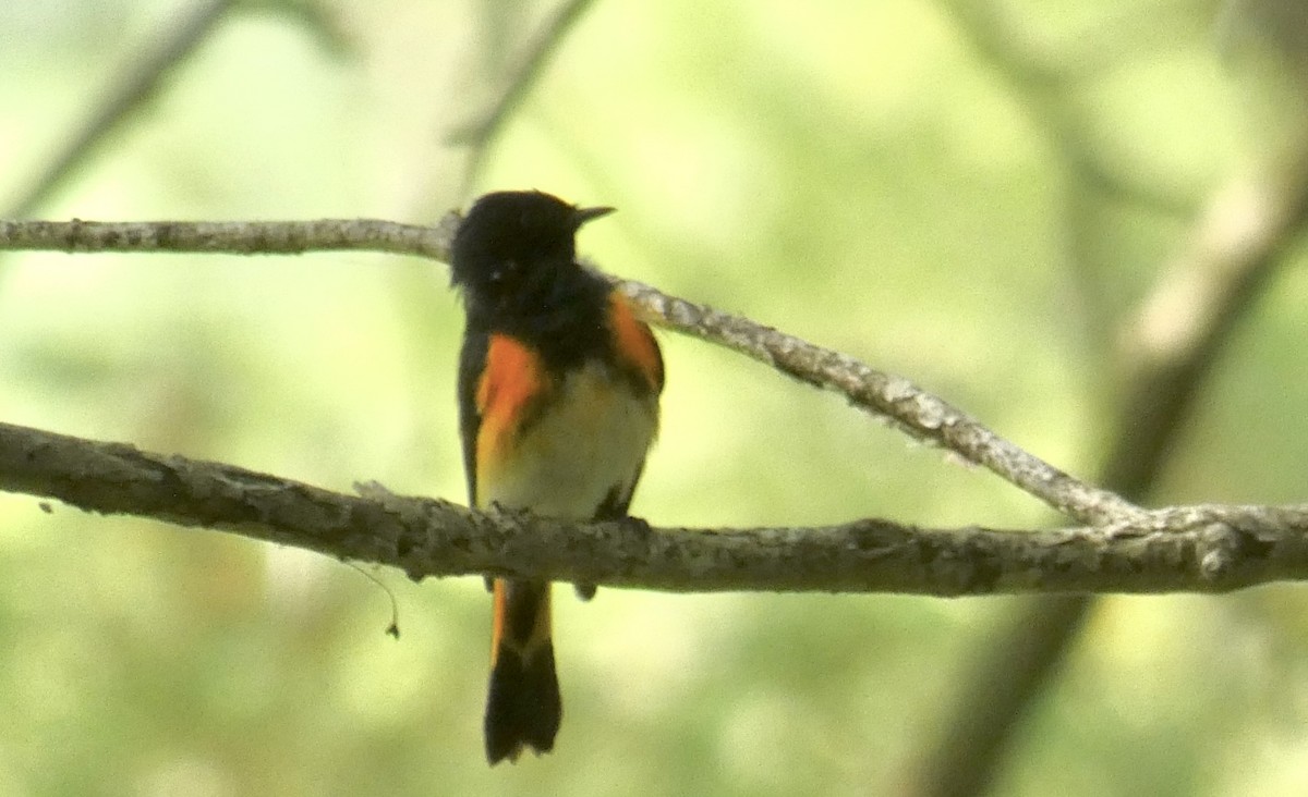 American Redstart - Yvonne Pigott